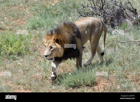 Male lion hunting in African savanna, Namibia Stock Photo - Alamy