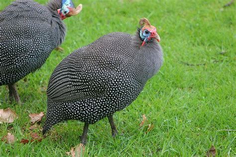 7 Reasons Your Homestead Needs Guinea Fowl | Off The Grid News