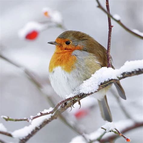 ROY-505 European Robin In winter with snow (Print #3731728)