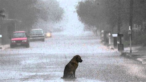 /1.The poignant scene of a 5-year-old boy embracing his lost pet dog in ...