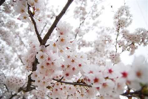 HD wallpaper: republic of korea, cherry blossom, spring, flowers ...