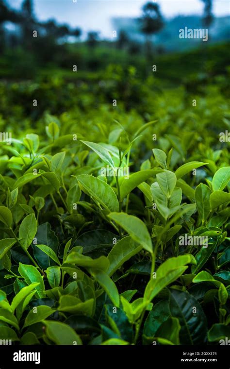 Fresh green tea plantation at Sri lanka Stock Photo - Alamy