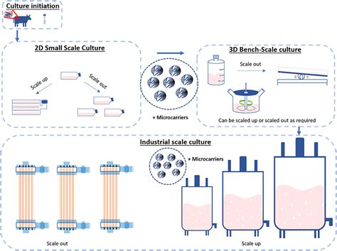 In vitro cell culture techniques: Adherent culture Vs. Suspension culture – faCellitate