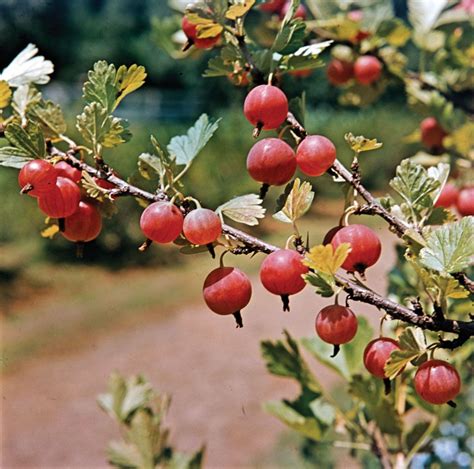 Gooseberry | Description, Fruit, Uses, Species, & Facts | Britannica