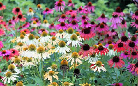 35 Stunning Types of Coneflowers for Your Garden | Flower seeds, Flower garden, Flower landscape