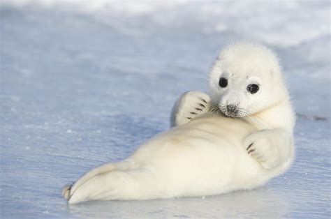 Yellowcoat Harp Seal Pup Photograph by Daisy Gilardini