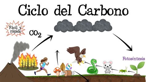 Ciclo Del Carbono Para Colorear