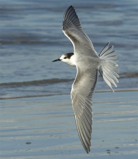 Common Tern | San Diego Bird Spot