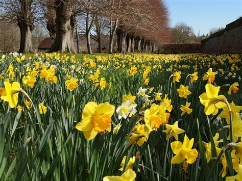 Penshurst Place and Gardens Opens for half-term and at weekends from 10th February with exciting ...