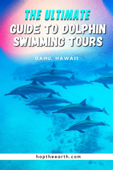 Dolphin tours – Artofit