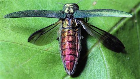 Emerald Ash Borer Wisconsin Guide – Facts, Life Cycle & Treatment