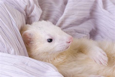 Silver the Ferret stock image. Image of white, pets, exotic - 7271621