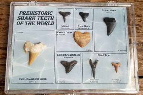 PREHISTORIC SHARK TEETH OF THE WORLD DISPLAY SET NORTH AMERICA AND NORTH AFRICA | #3884783927