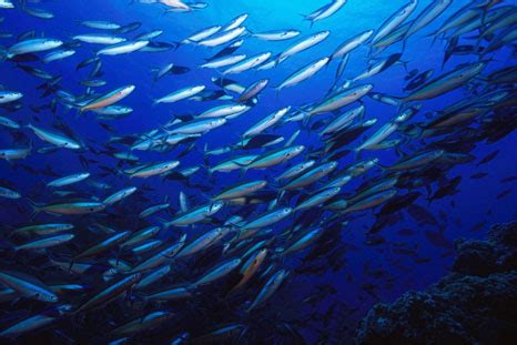 Fish migration charts climate change in the oceans