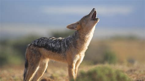 Jackals of the African Crater | About | Nature | PBS