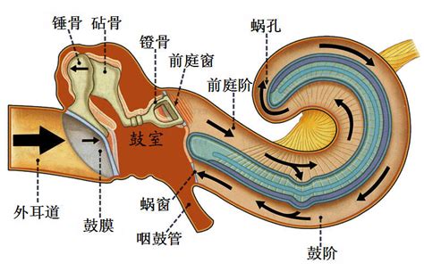 前庭蜗器 - 解剖生理学网络多媒体课程