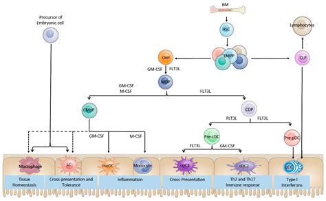 Dendritic Cells