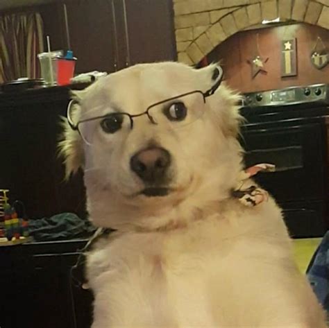 I put my glasses on my dog and her left eye went rogue. : r ...