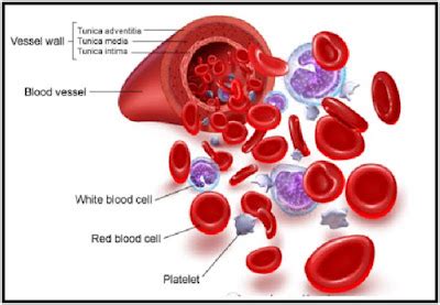 Pengertian Plasma darah | Pengertian ILMU