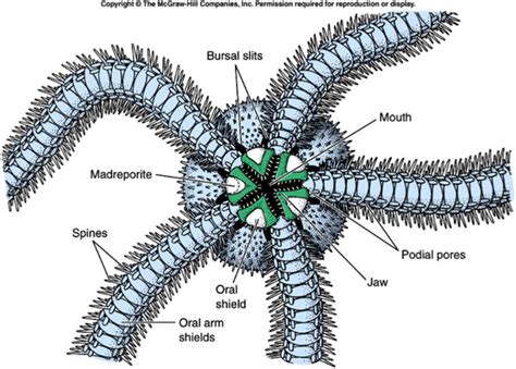 Brittle stars (Ophiuroidea) - Nervous System