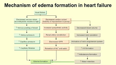 MECHANISM OF EDEMA FORMATION IN HEART FAILURE - YouTube