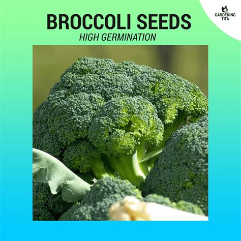 Broccoli Seeds ~140 pcs - Gardening Tita