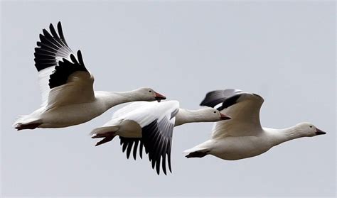 Exploding Arctic snow geese numbers stabilizing, but still high | CBC News