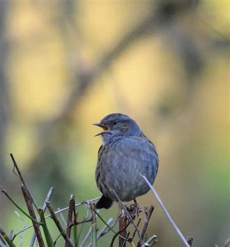 Dunnock - Facts, Diet, Habitat & Pictures on Animalia.bio