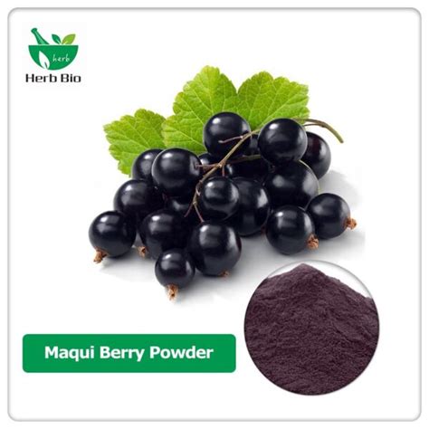 The Significant Impact of Maqui Berry Powder on Human Health - Herb bio ...