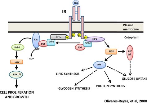 Insulin Akt Pathway