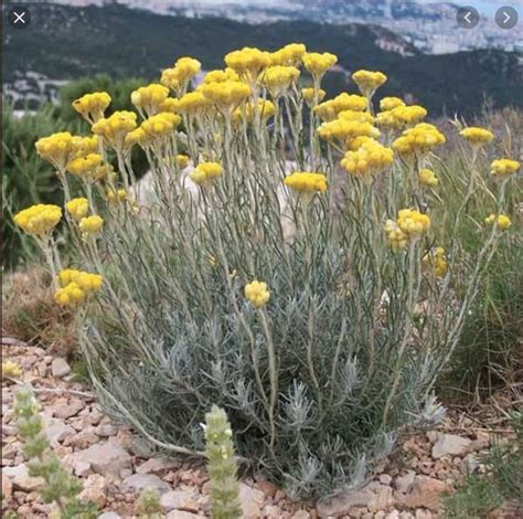 Helichrysum Italicum flowers in 2020 | Helichrysum italicum, Helichrysum, Plants