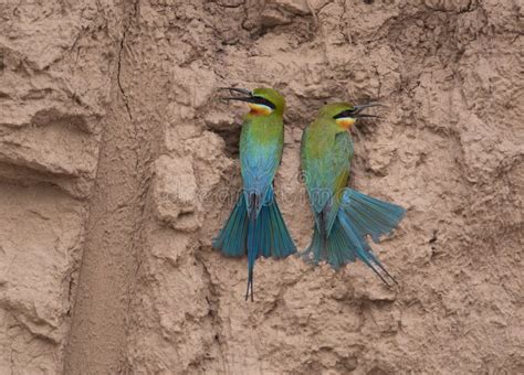 Blue Tailed Bee Eater in Breeding Colony with Nest Stock Photo - Image of beak, biology: 277164718