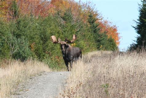 What’s Happening to Minnesota’s Moose? | Bucks Bulls Bears