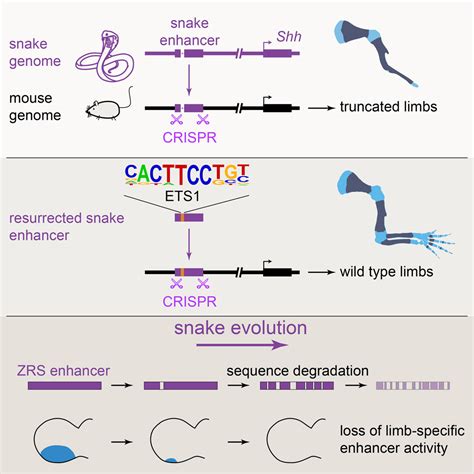 Snake Evolution Tree