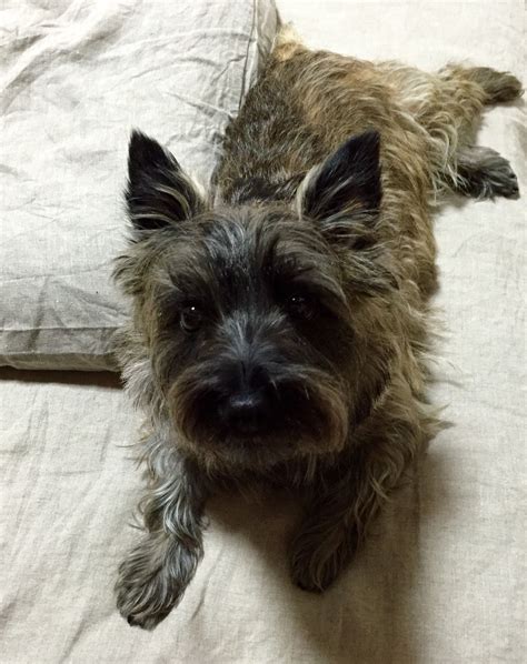 Cairn Terrier Chihuahua Mix Black - Pets Lovers