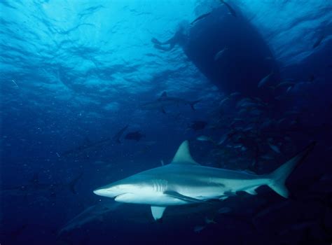 Blacktip Shark Facts: Climate Change Lowers Ocean Migration - Newsweek