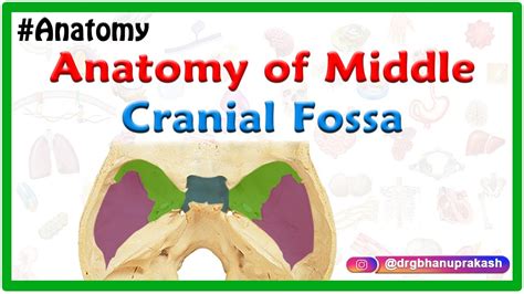 Middle Cranial Fossa