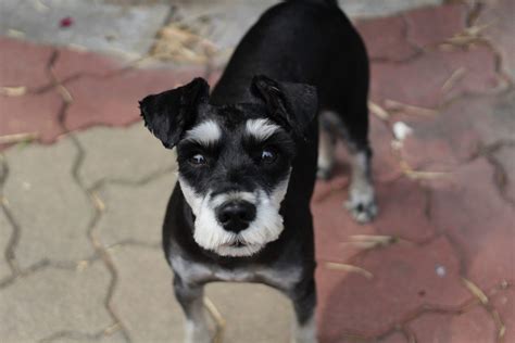 Miniature Schnauzer Grooming & Haircuts | Canna-Pet®