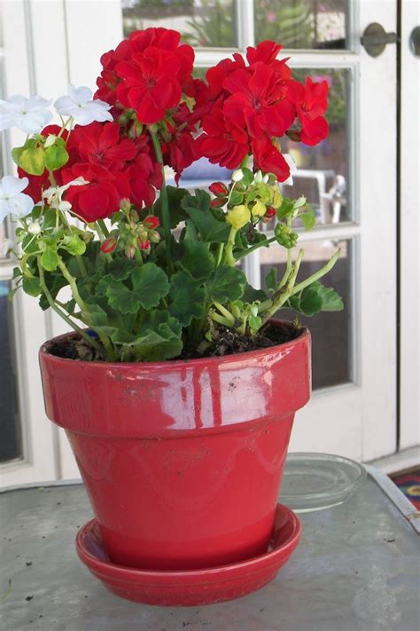 Geranium+Pots | Geraniums in a red pot … | Potted geraniums, Geraniums ...