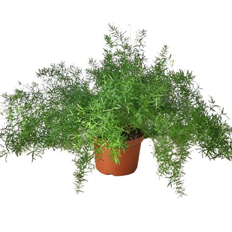 Fern 'Sprengeri' – EZ Growing Plants