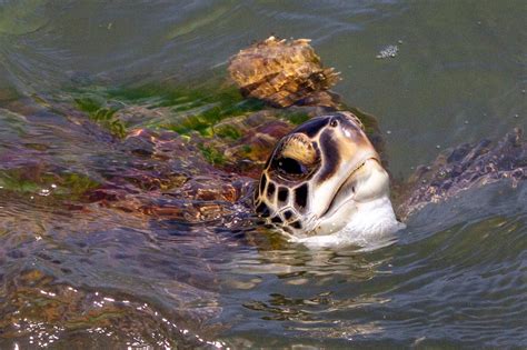 The Green Sea Turtle: Diet, Habitat, and Conservation Efforts | Earth.Org