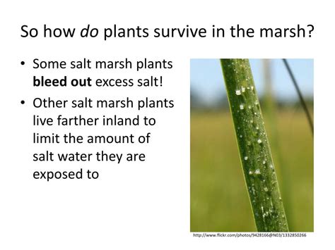 PPT - Salt Marsh Ecology PowerPoint Presentation, free download - ID ...