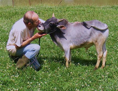 Miniature Zebu cattle? Don't mind if I do. :-) | Zebu cow, Zebu cattle ...