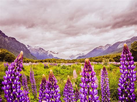 Lupins in Fiordland Natl Park, NZ, National Parks, Flowers, Nature ...