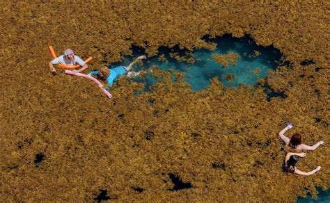 A giant sargassum seaweed blob takes aim at Florida