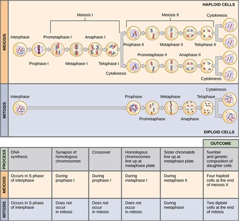 Mitosis y Meiosis Comparación | Diffen