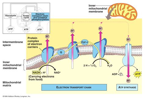 Cellular Respiration