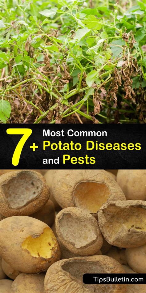 What is Wrong with My Potatoes - Smart Ways to Identify Potato Problems