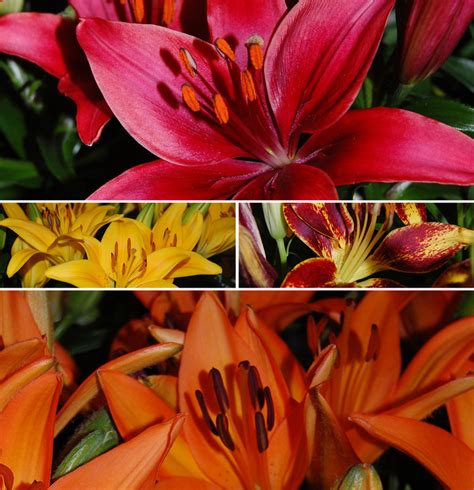 Lilium 'Multiple Varieties' Assorted, Asiatic Lily | Garden Center ...