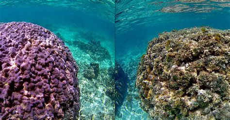 Dead Coral Reef Before And After